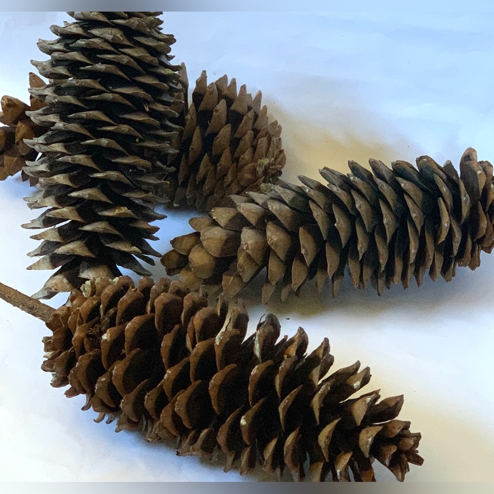 2 Gigantic pinecones! Sugar pine cones XXL HUGE MASSIVE Very large ~ 10 inches - Picture 6 of 9